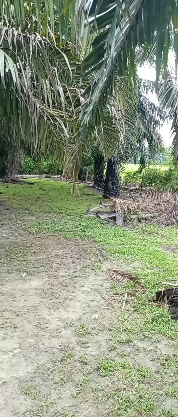 @Toman_Rimba_ll