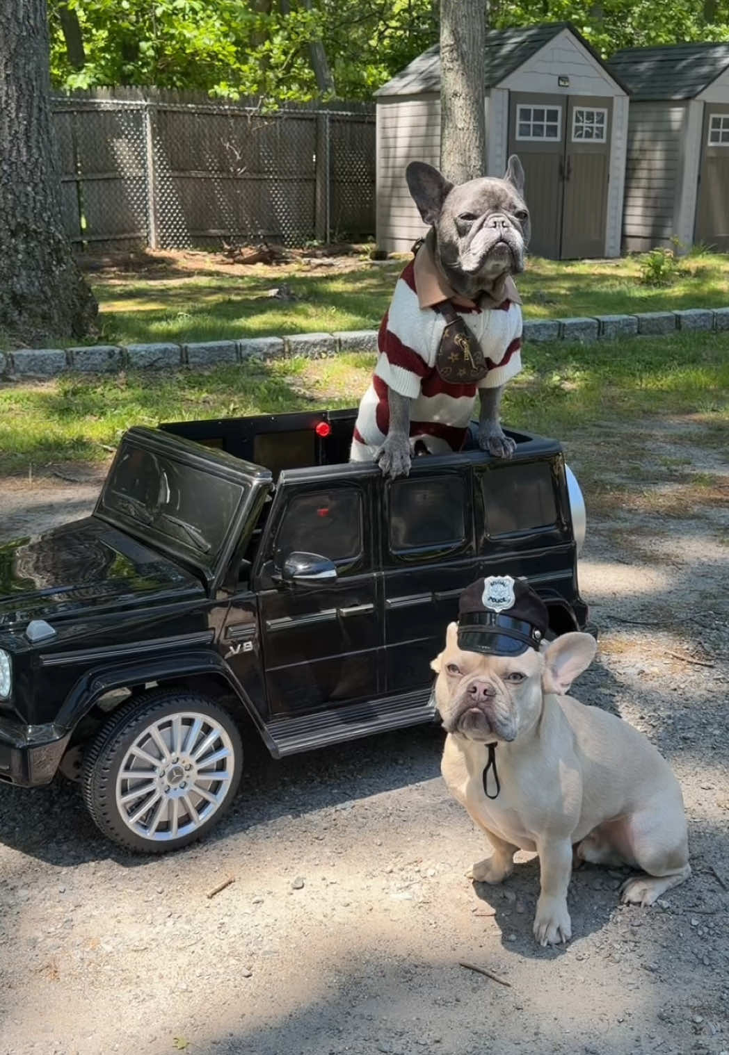 @Winston & Charlie 🐾