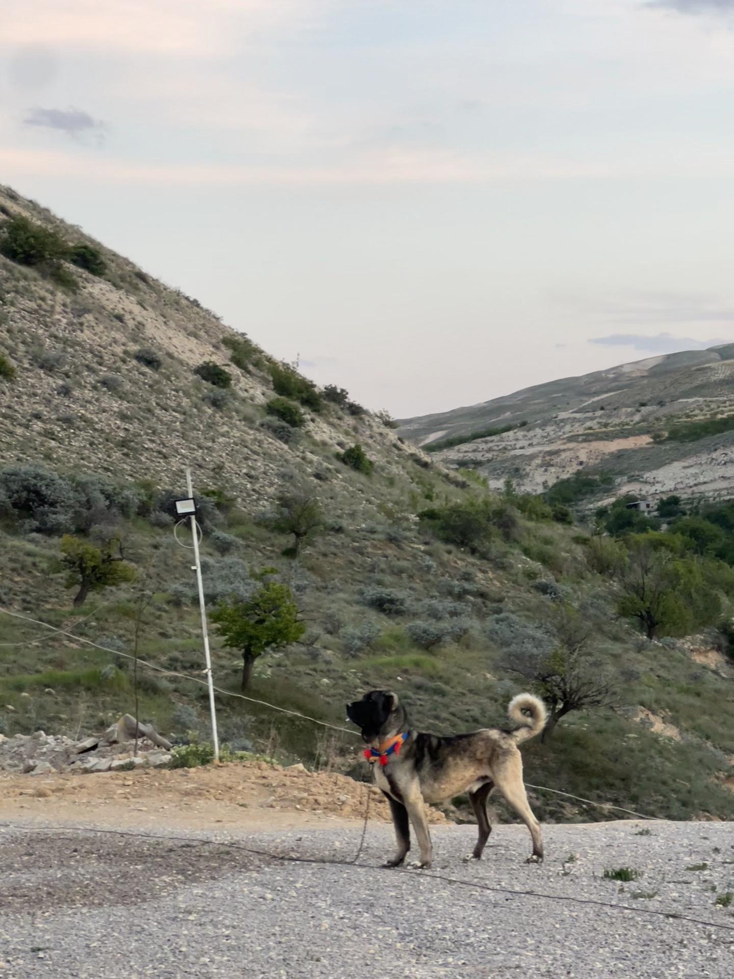 @G&uuml;r&uuml;n.kennels58