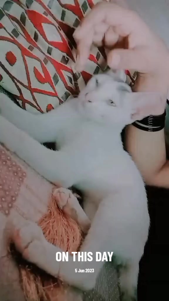 @👑😘Z@!nلاڈلہ😘👑