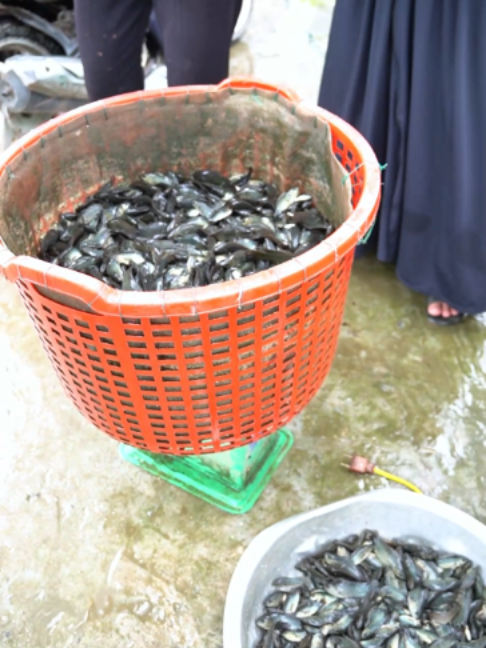 @Trại Cá Giống Quang Lâm
