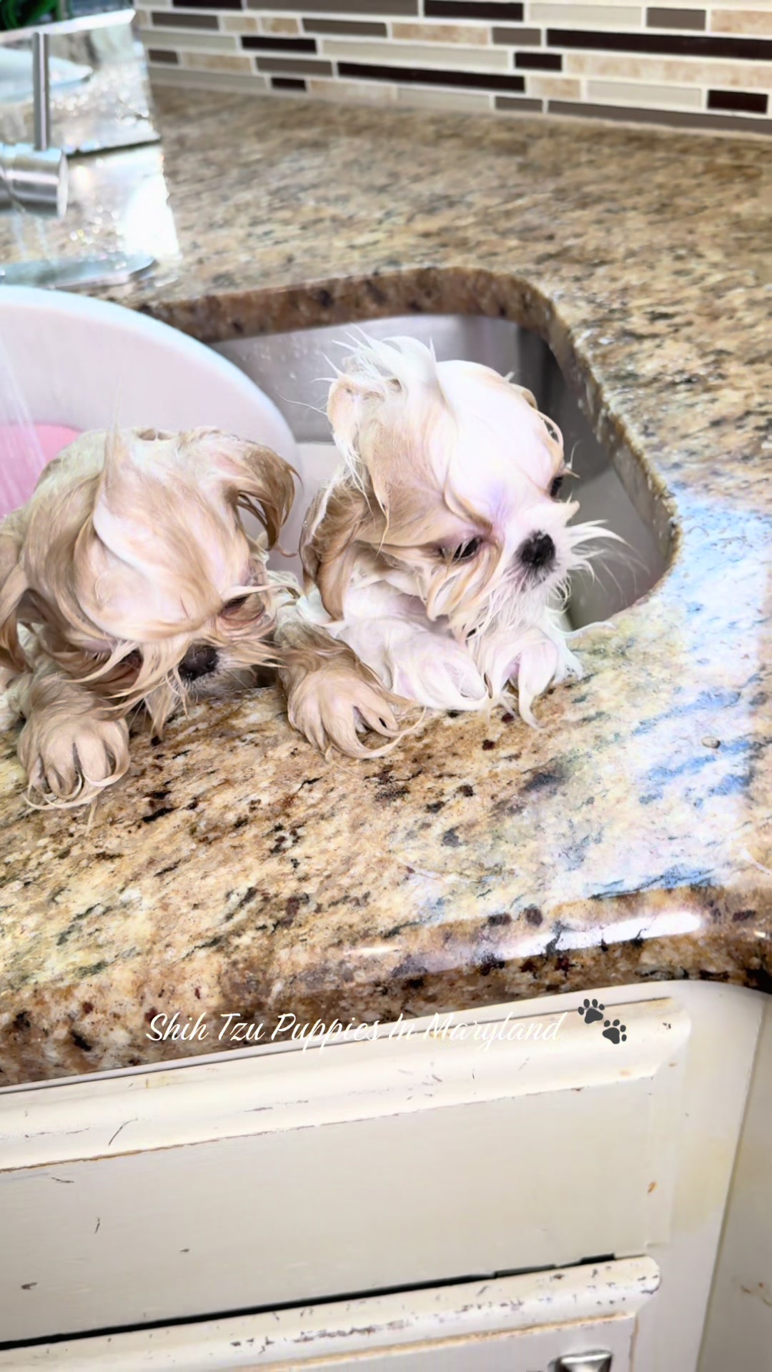 @Shih Tzu Puppies in Maryland