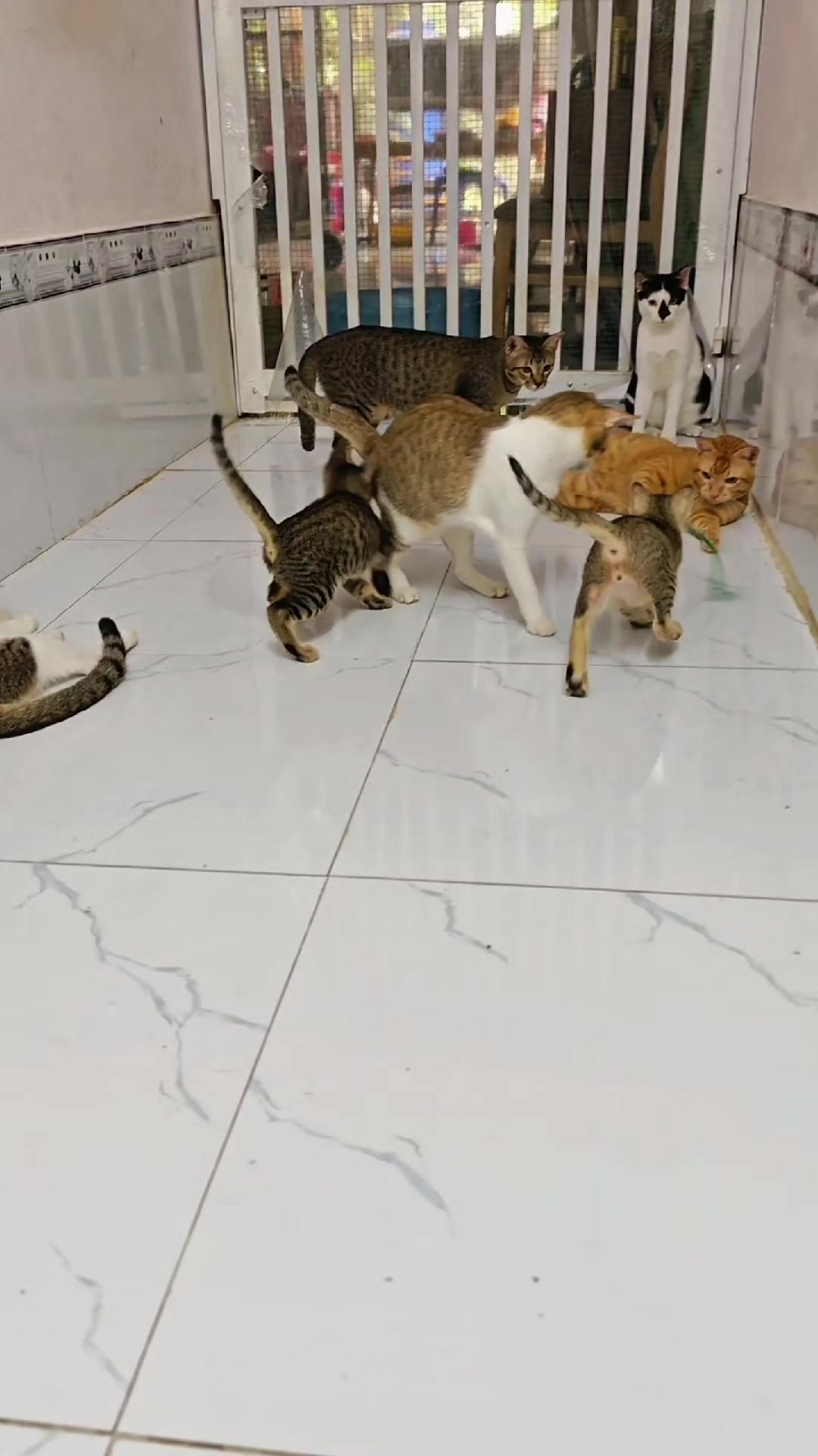 @Khế th&uacute;i