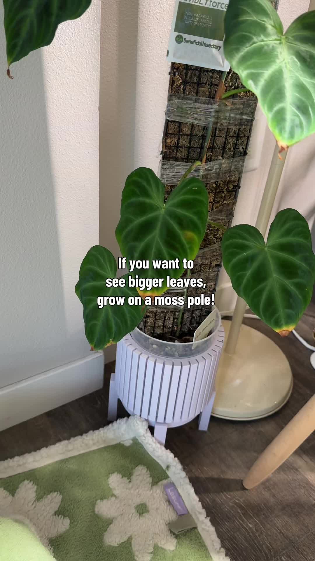 @Ness Rose | Plant Fanatic ✨