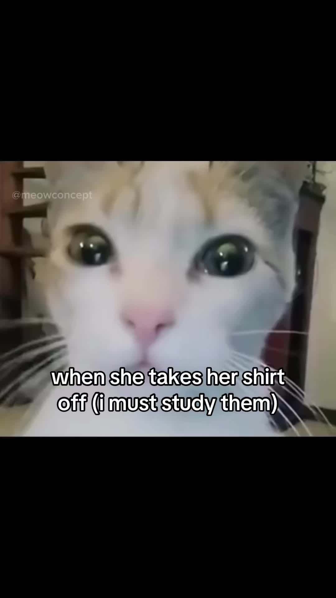 @meowconcept
