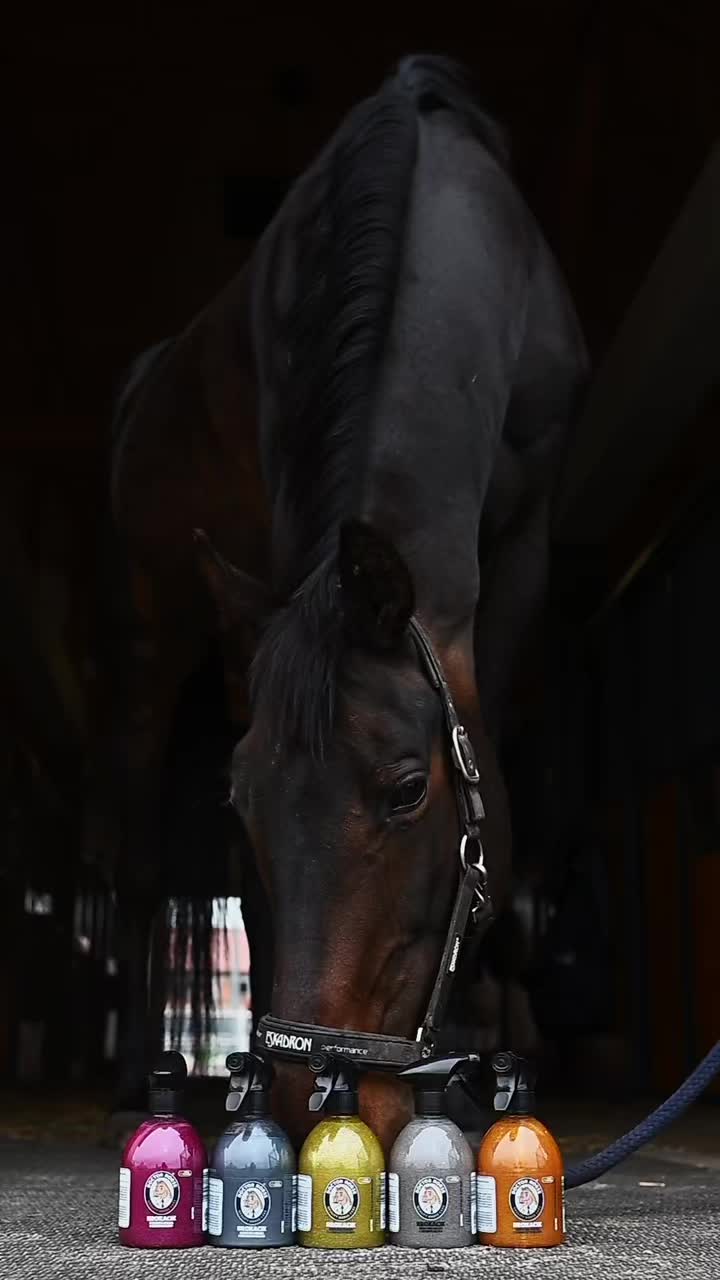 @Doctor Horse