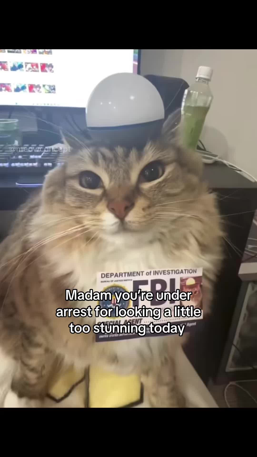 @meowconcept