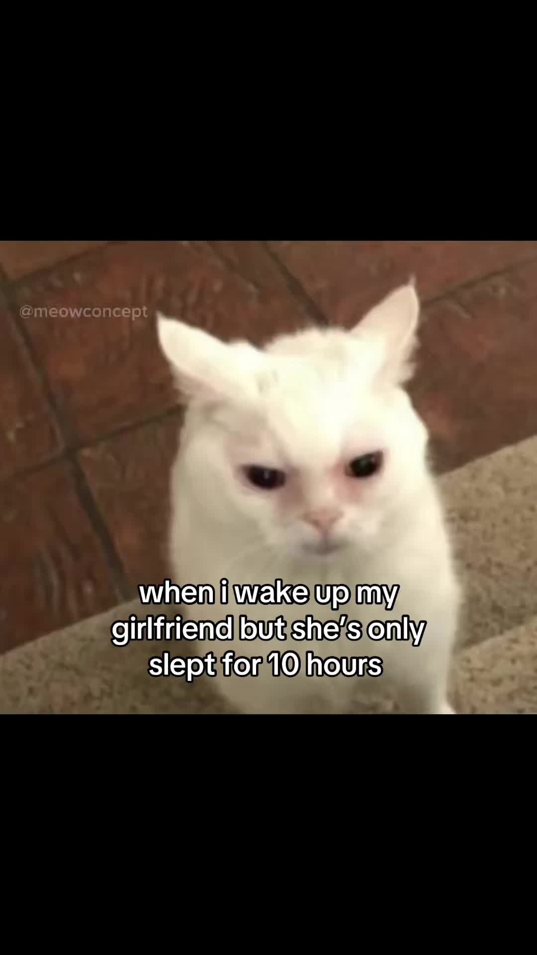 @meowconcept