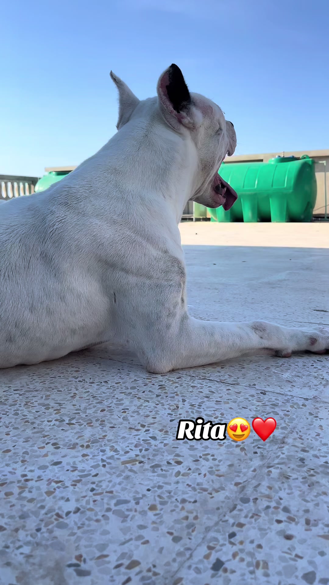 @DOGO ARGENTINO R.A.S🇦🇷🔥