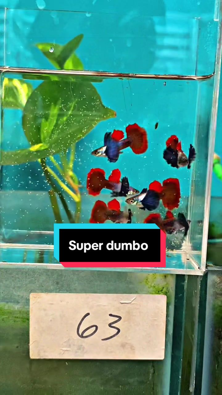 @Astra D'guppy
