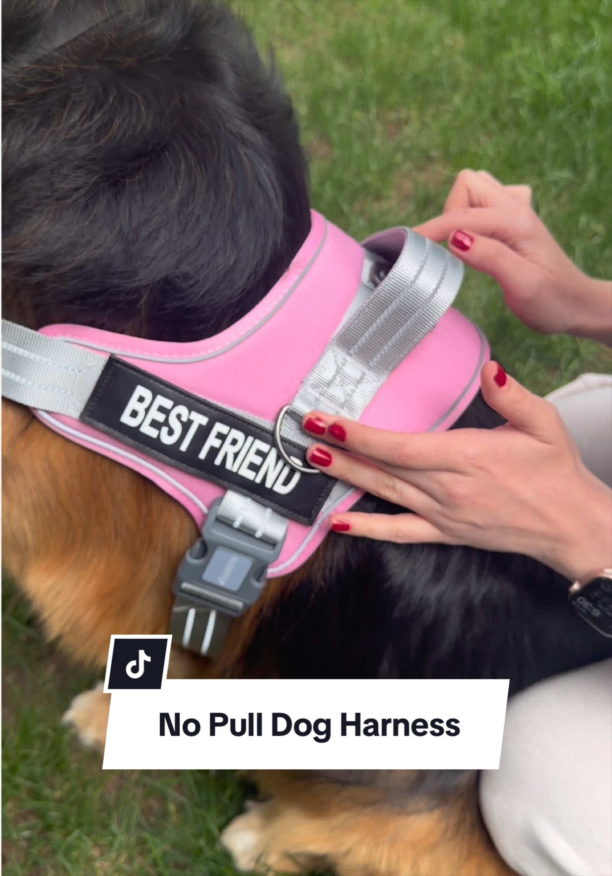@lifewithgoldenshepherds