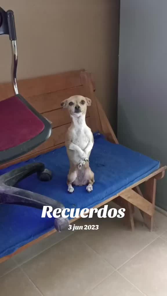 @luiselpollo95