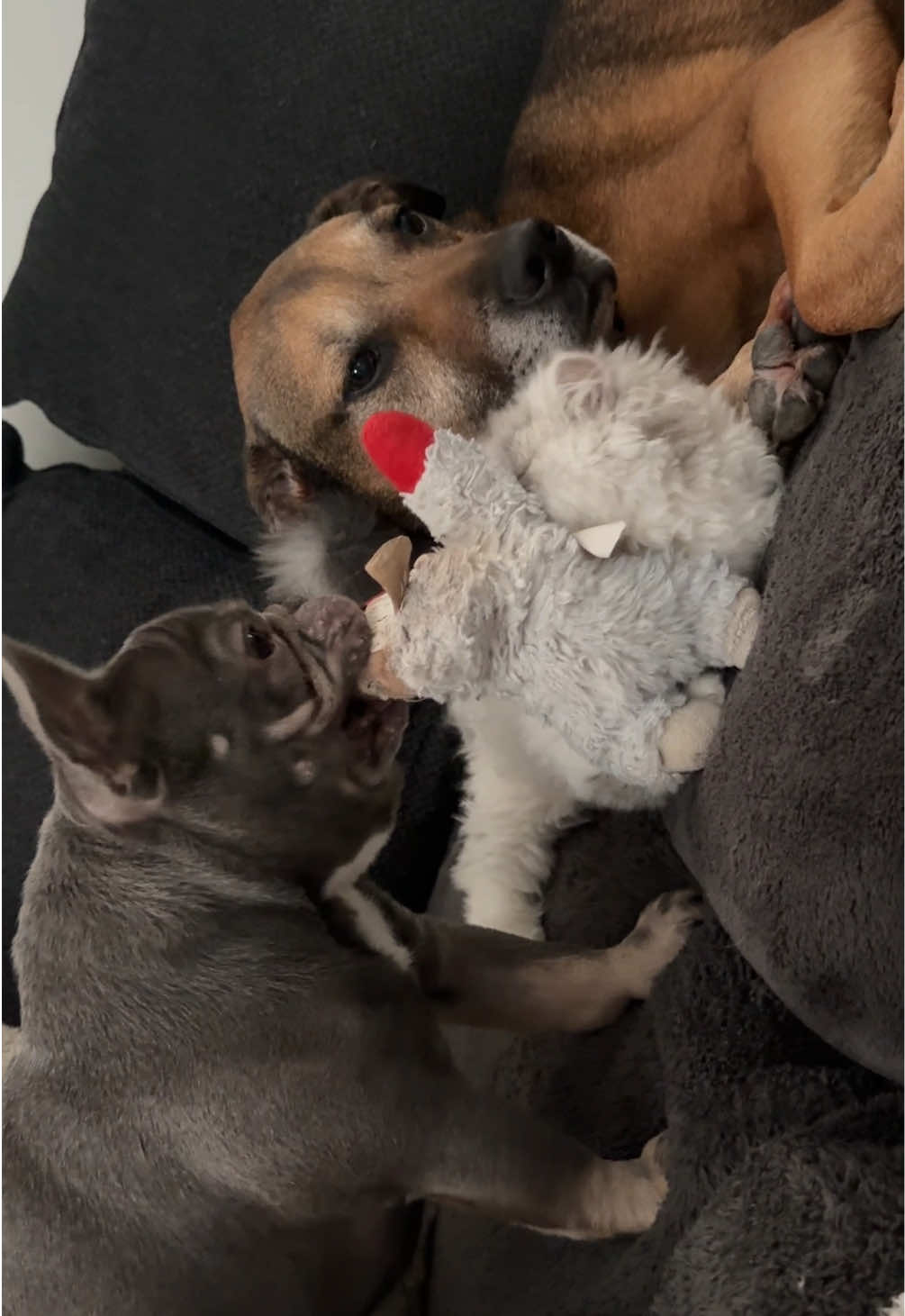 @Arwen the adorable Frenchie