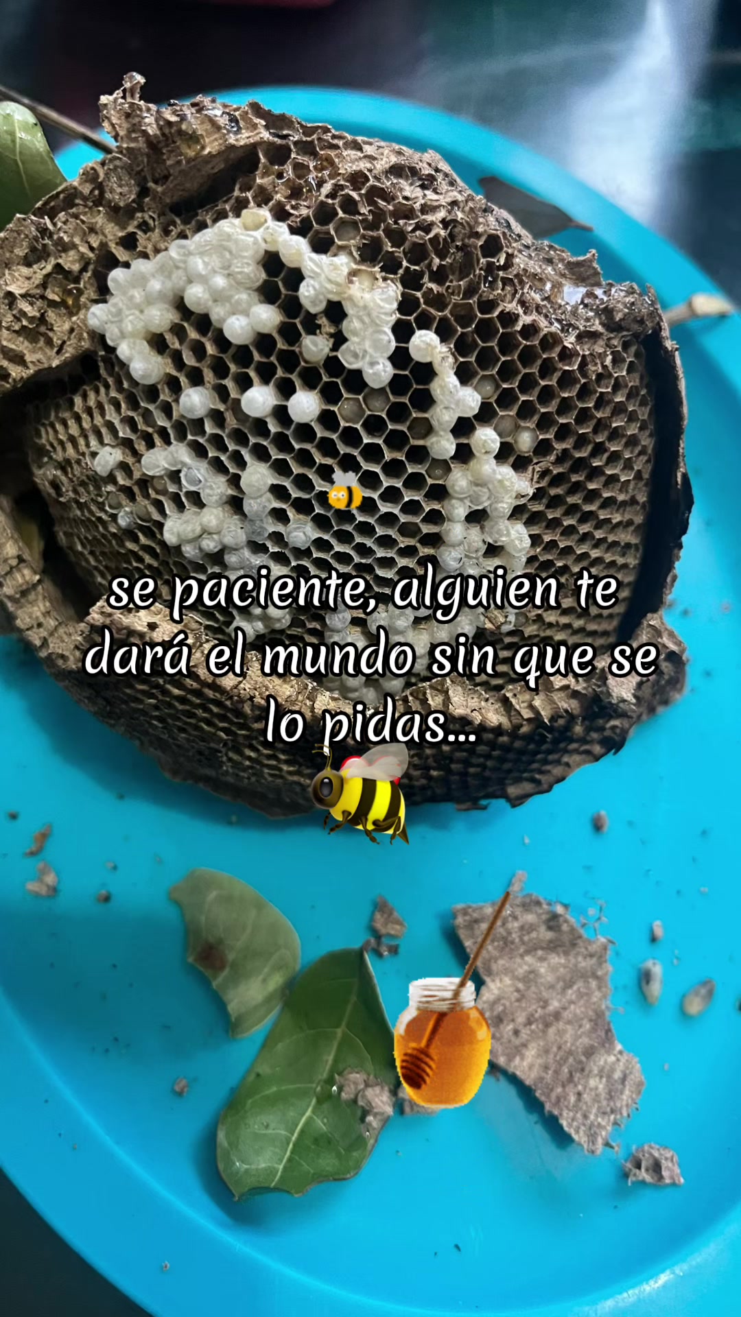 @v&iota;cĸy avalos