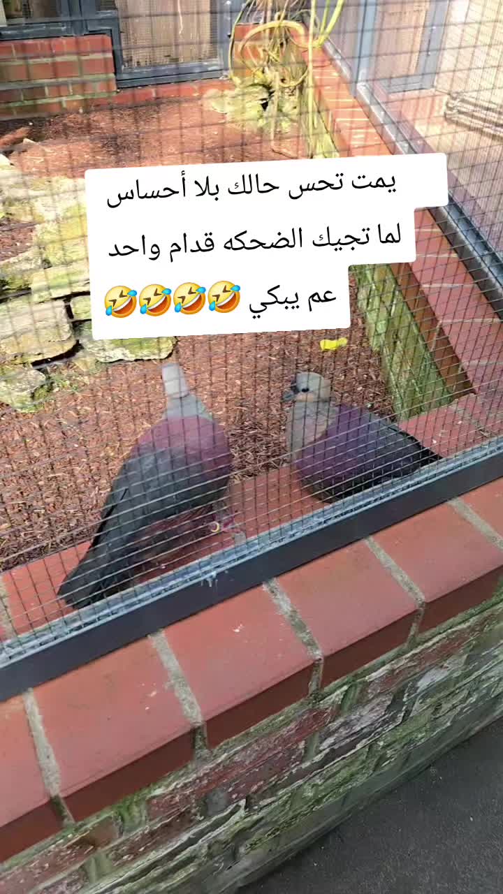 @Word  Alnuaimi