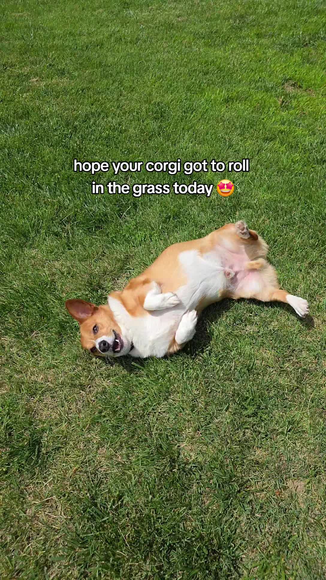 @Chelsea | Corgi Mom 🐾