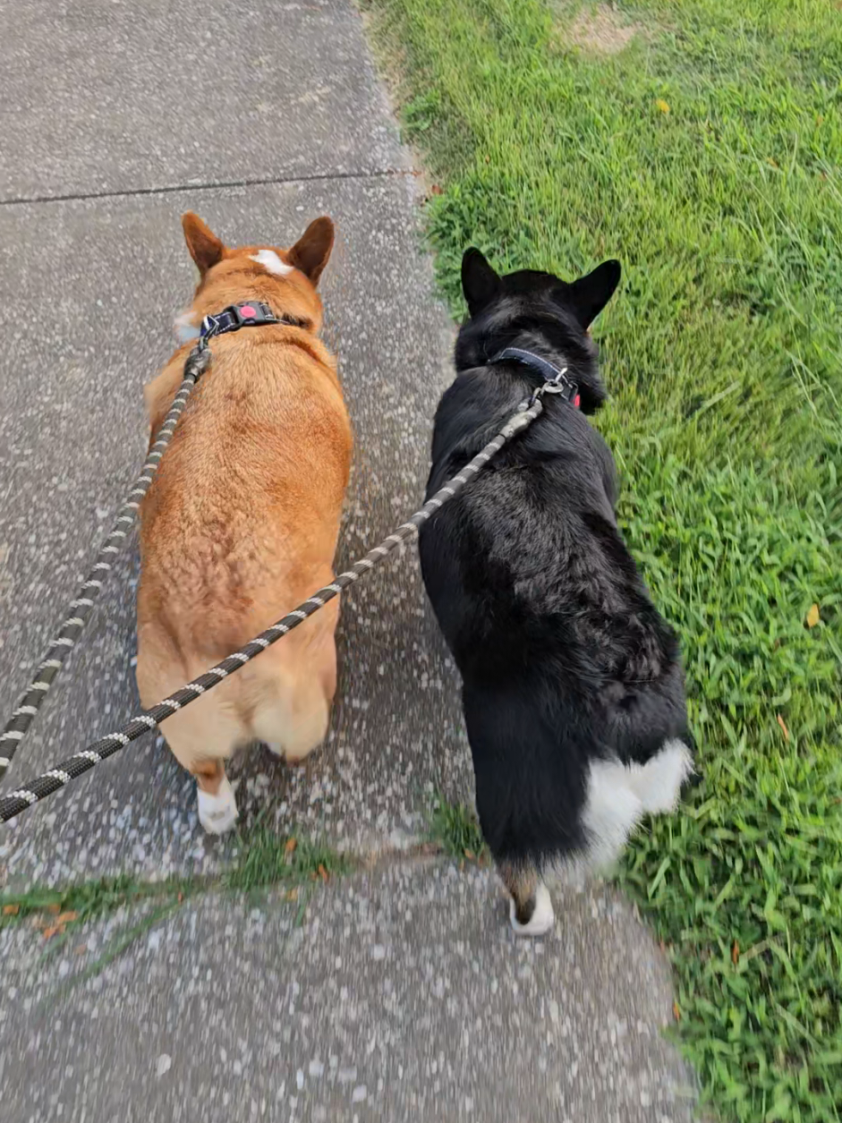 @Chelsea | Corgi Mom 🐾
