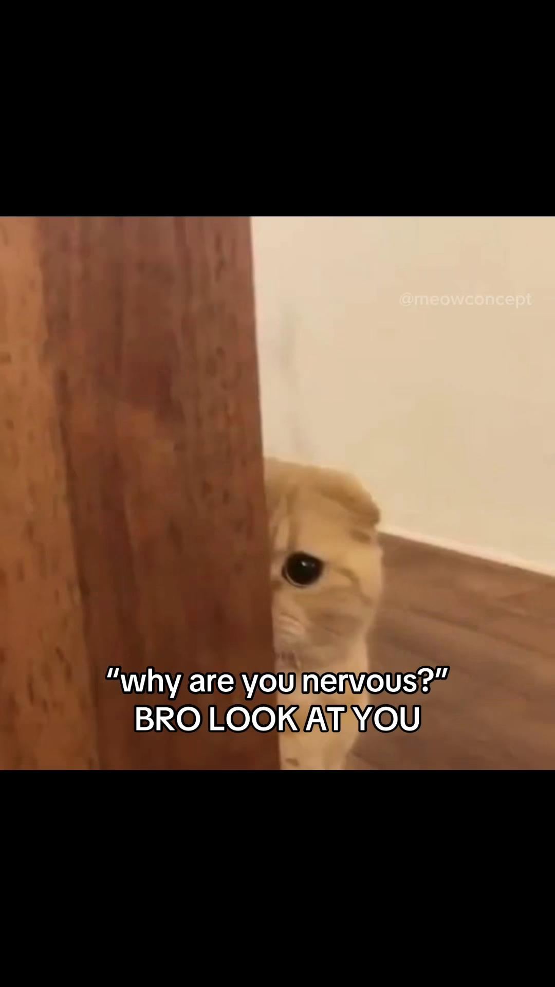 @meowconcept
