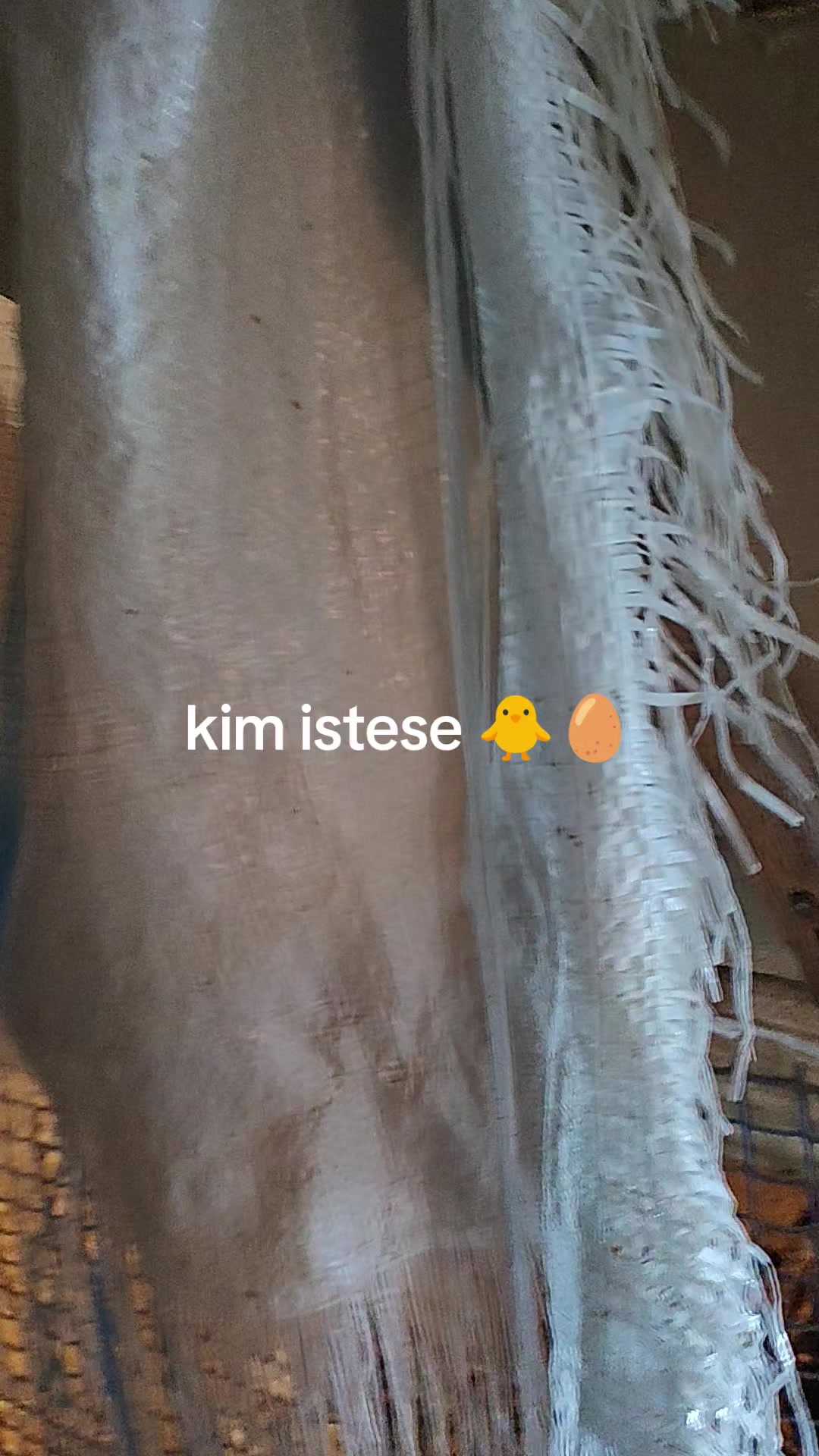 @MAŞTAĞA_QUŞCULUĞ