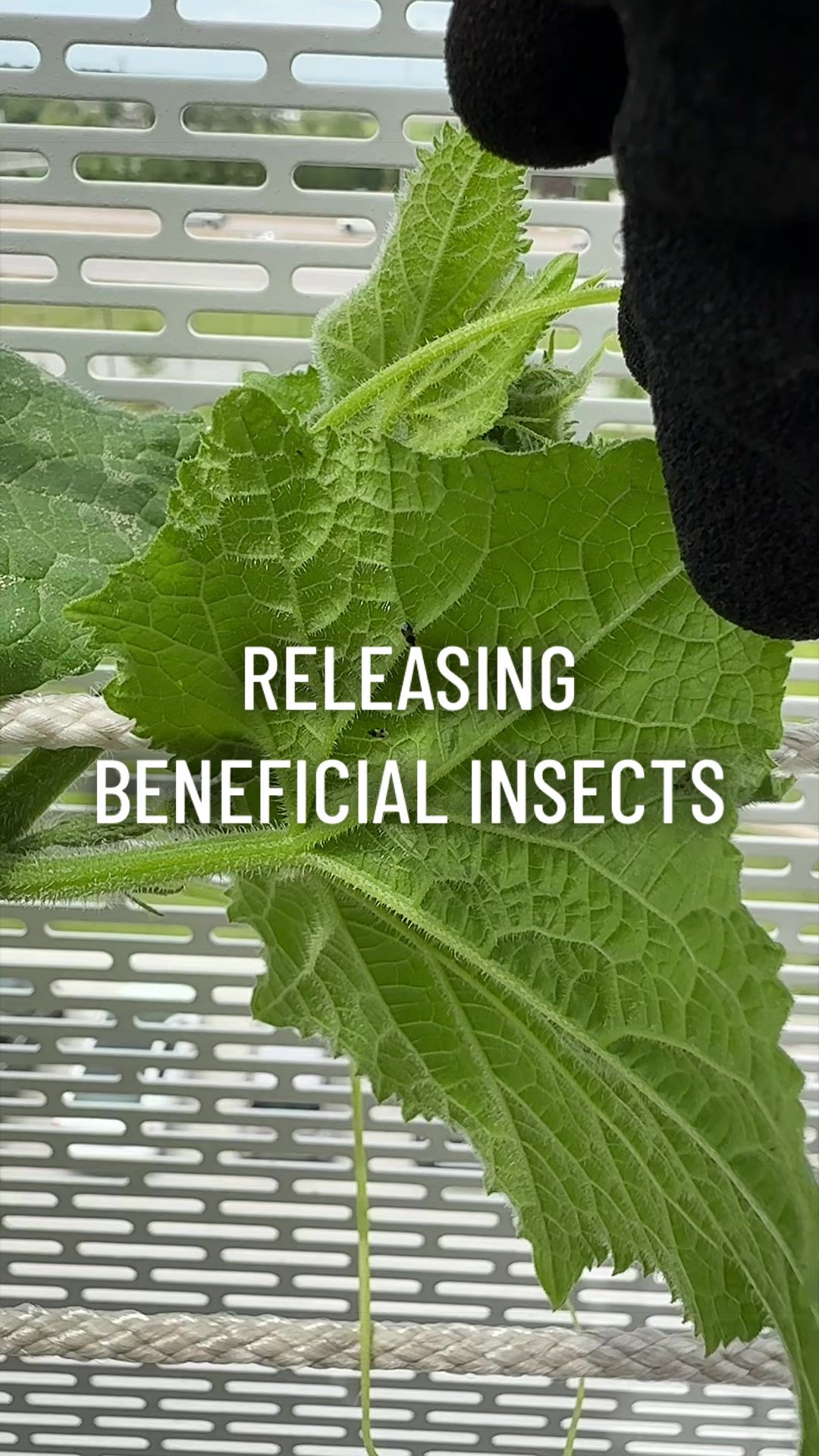 @gardeningindoors
