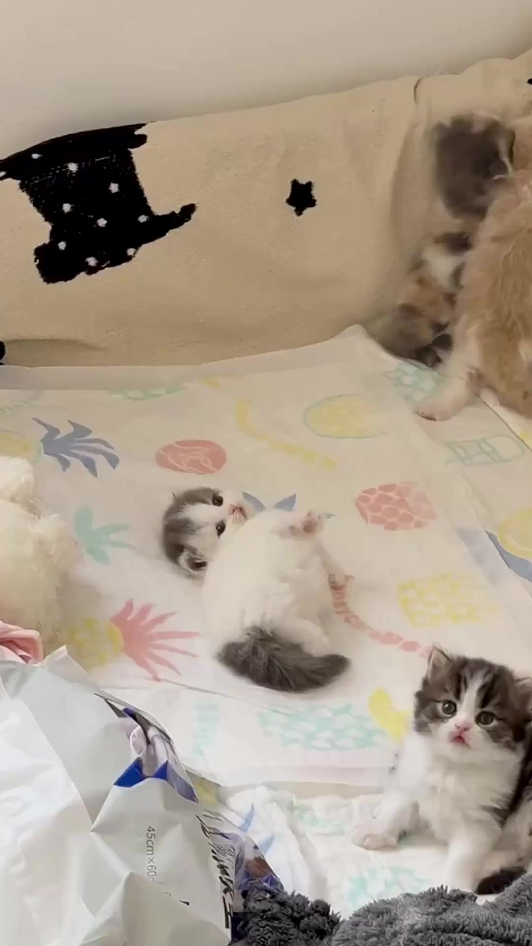 @catbosssss