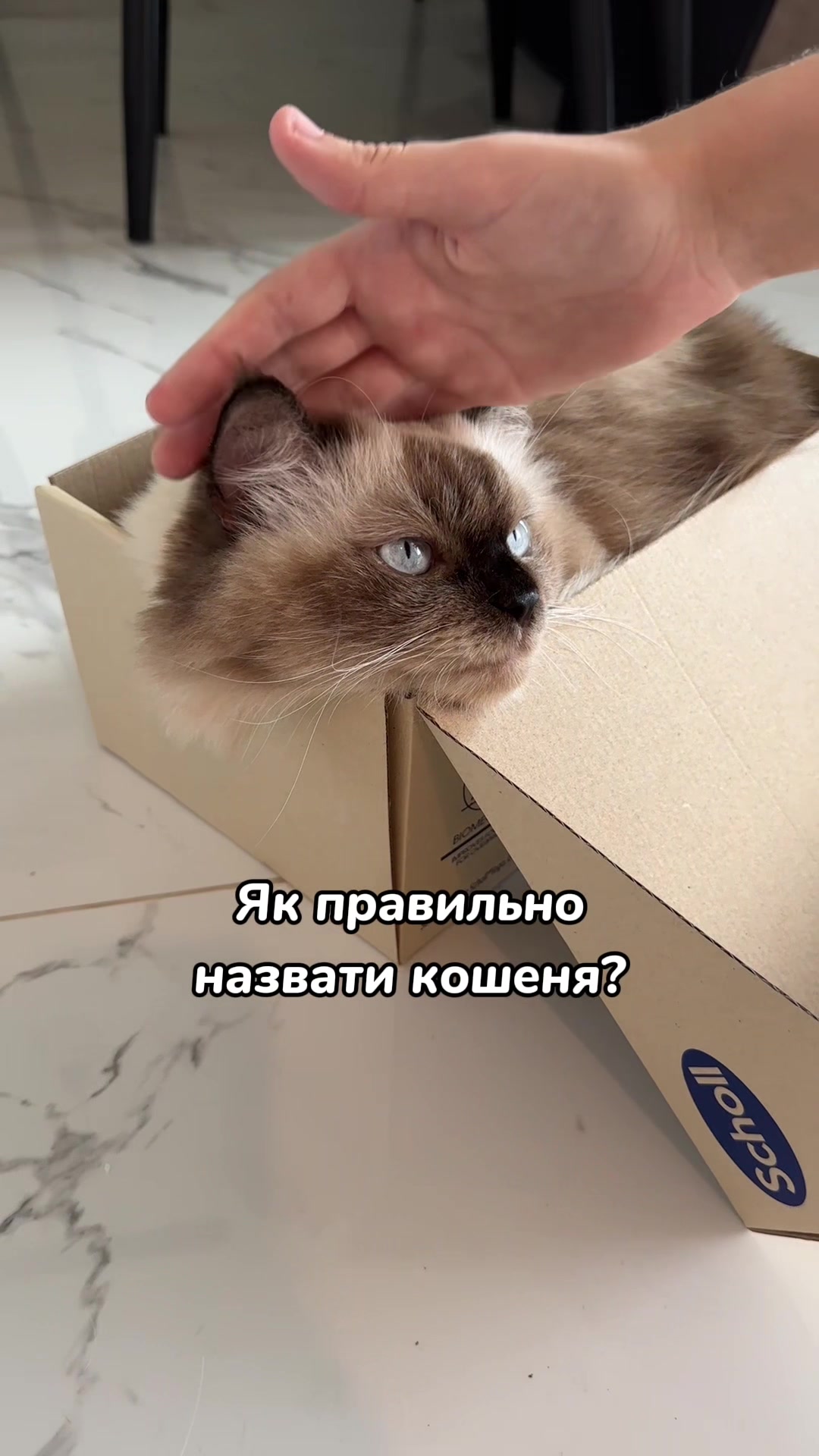 @Місс КІСЯ