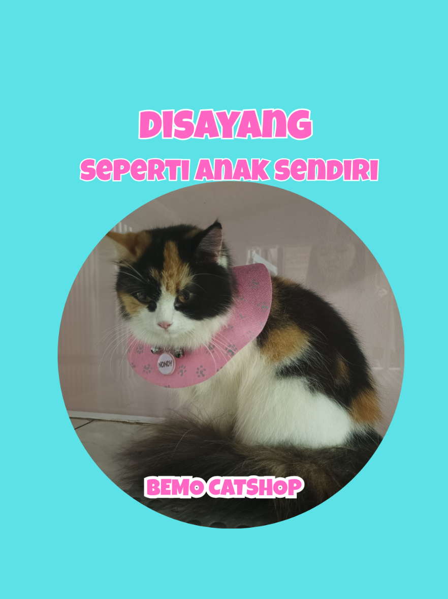 @Bemo Catshop