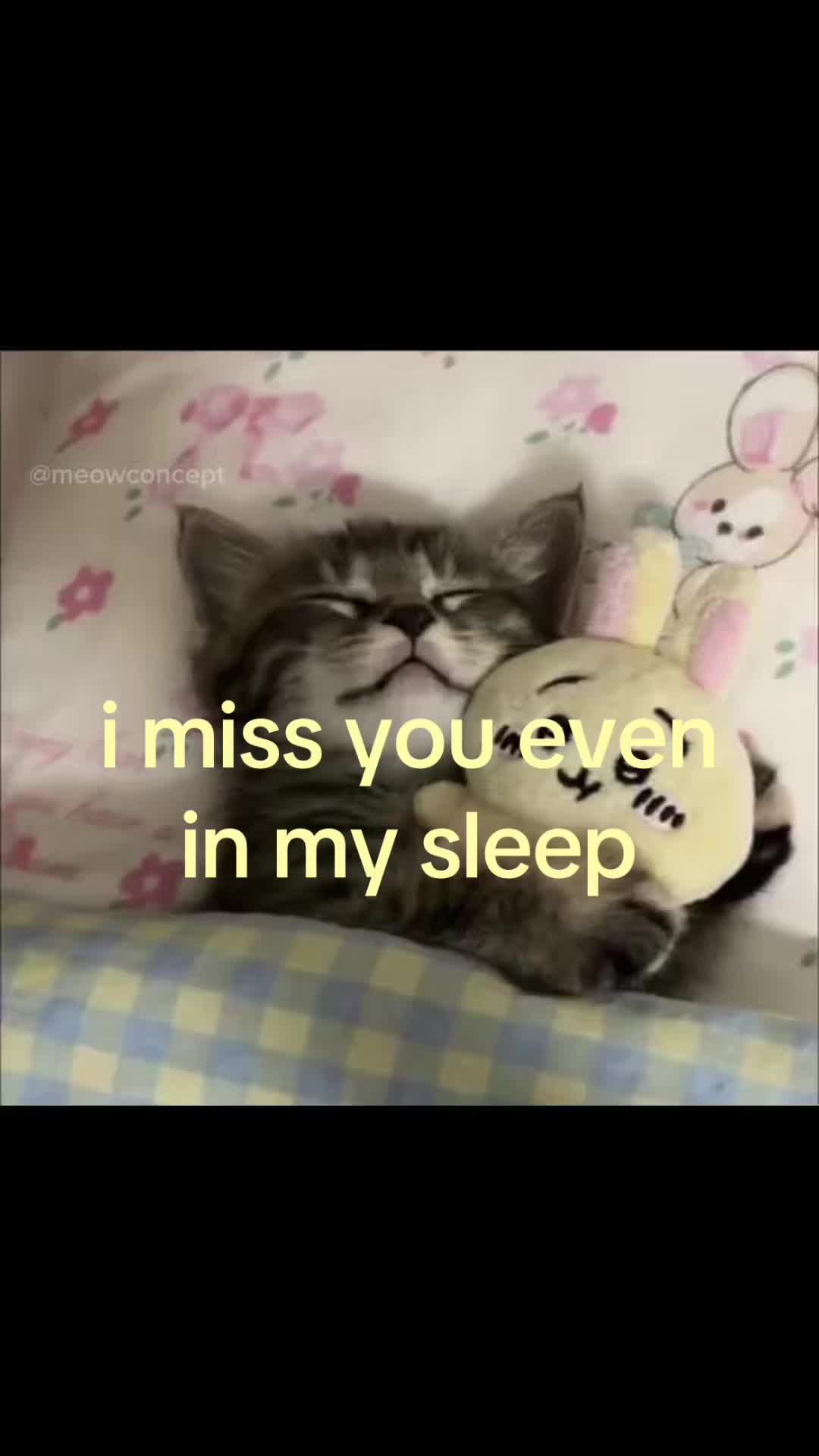 @meowconcept