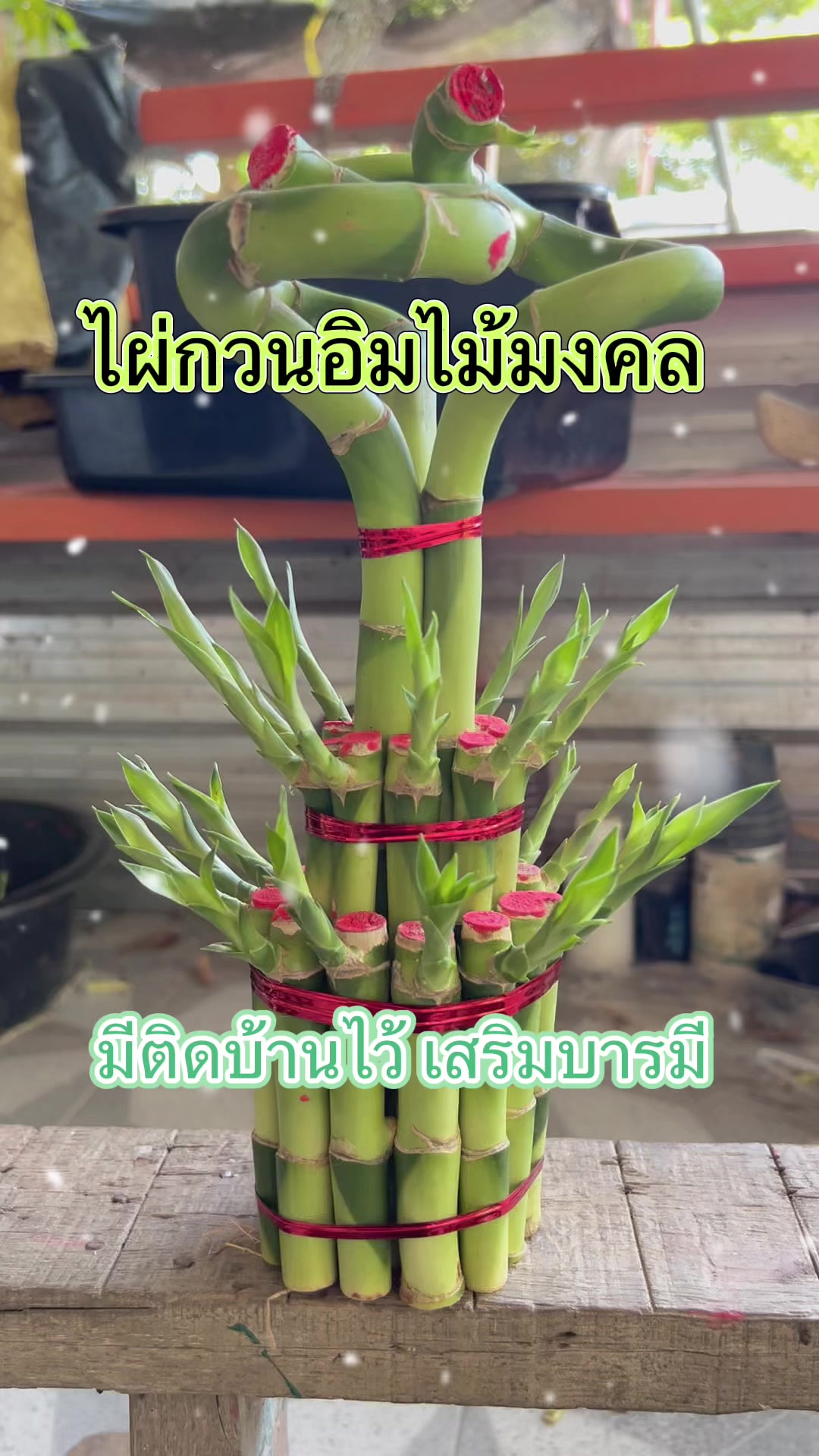 @ไผ่กวนอิมใส่โหลปลากัด