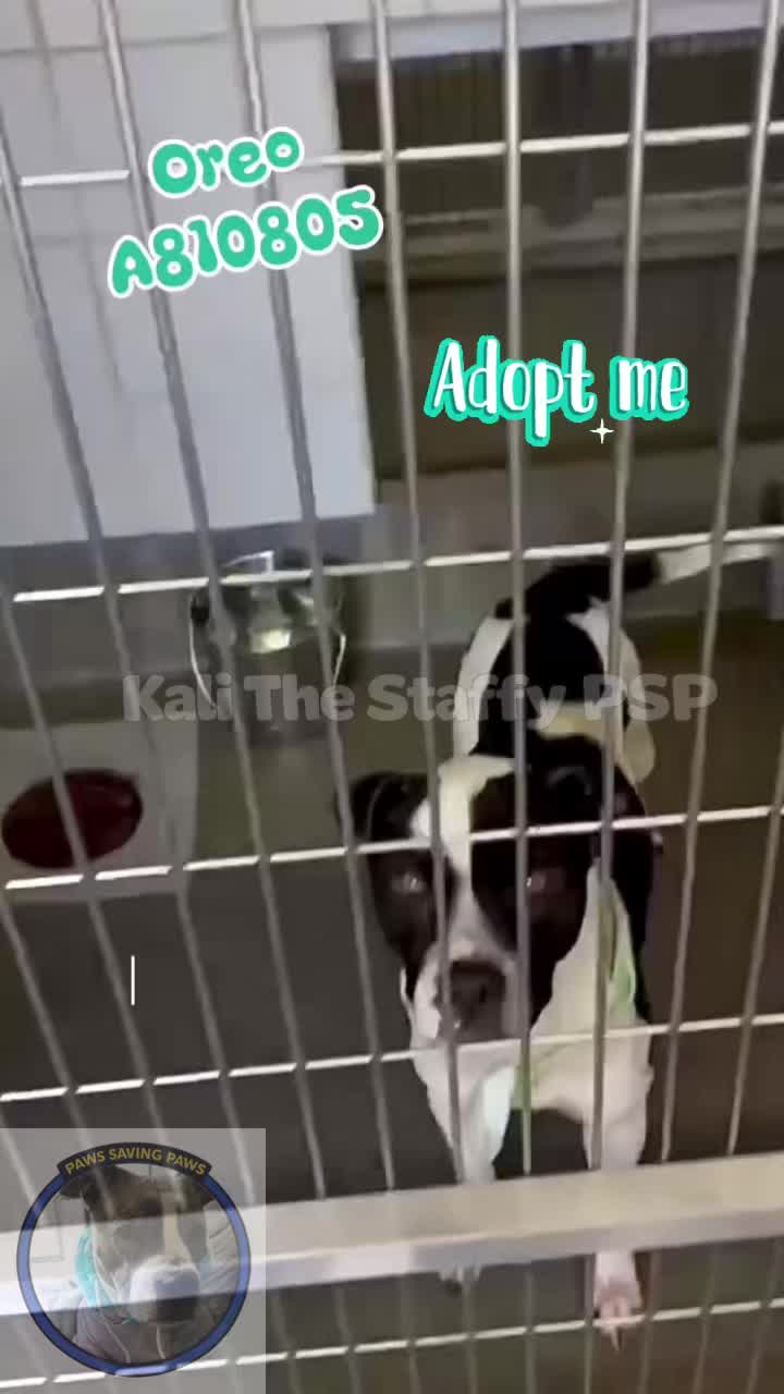 @🩷 Kali 🩷
