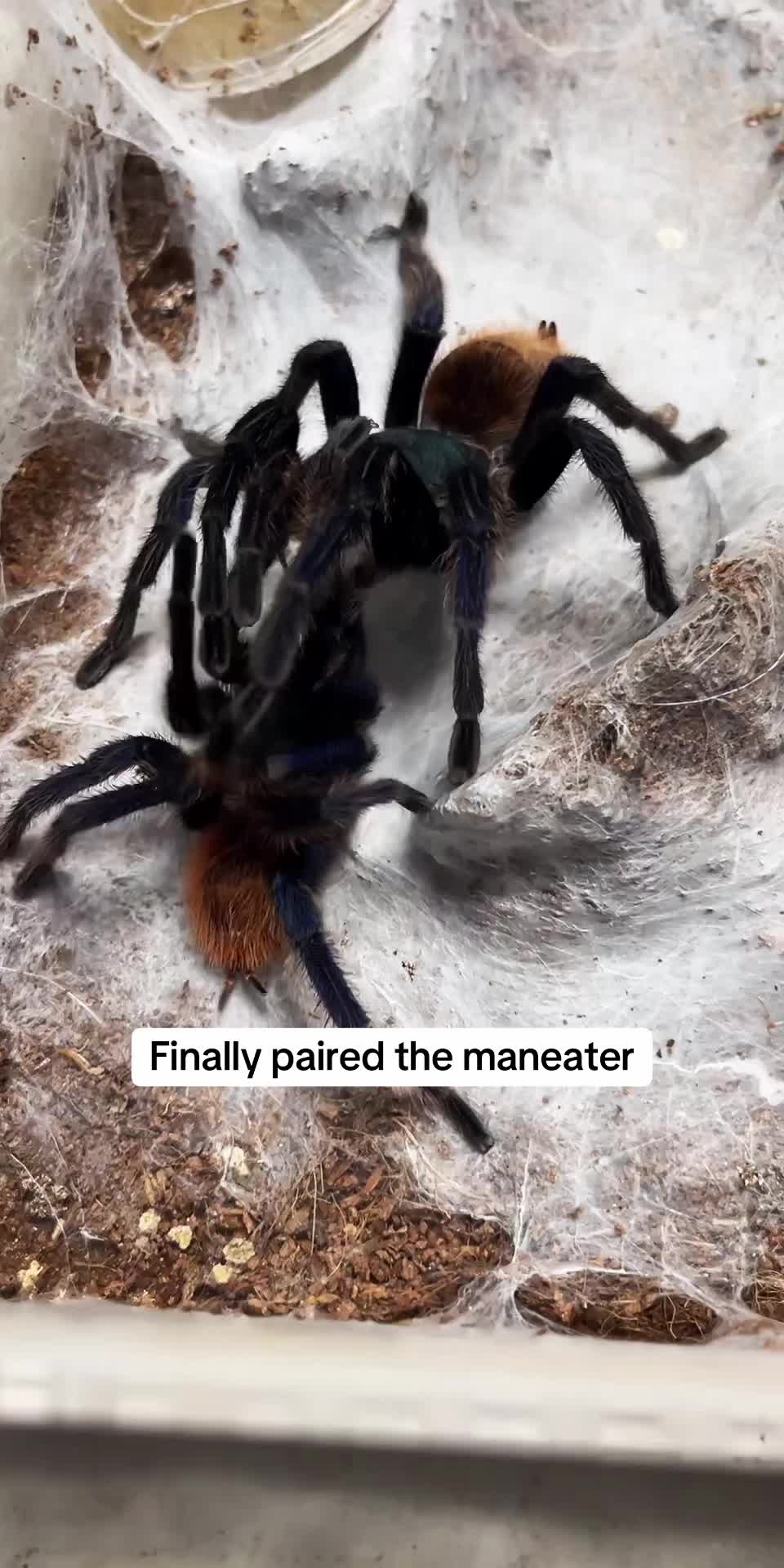 @Franksbuggin611