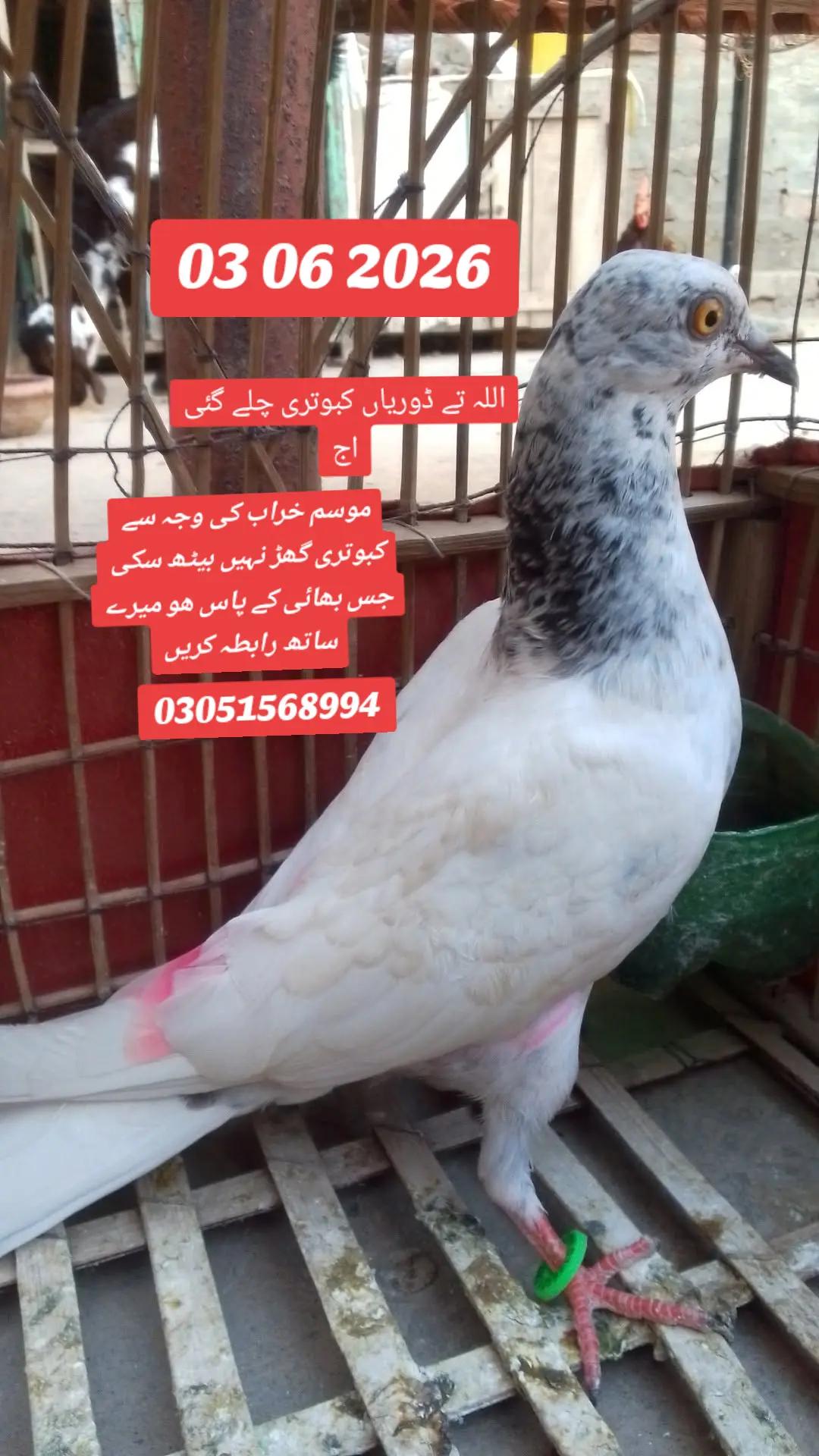 @Nabeel Rajpoot