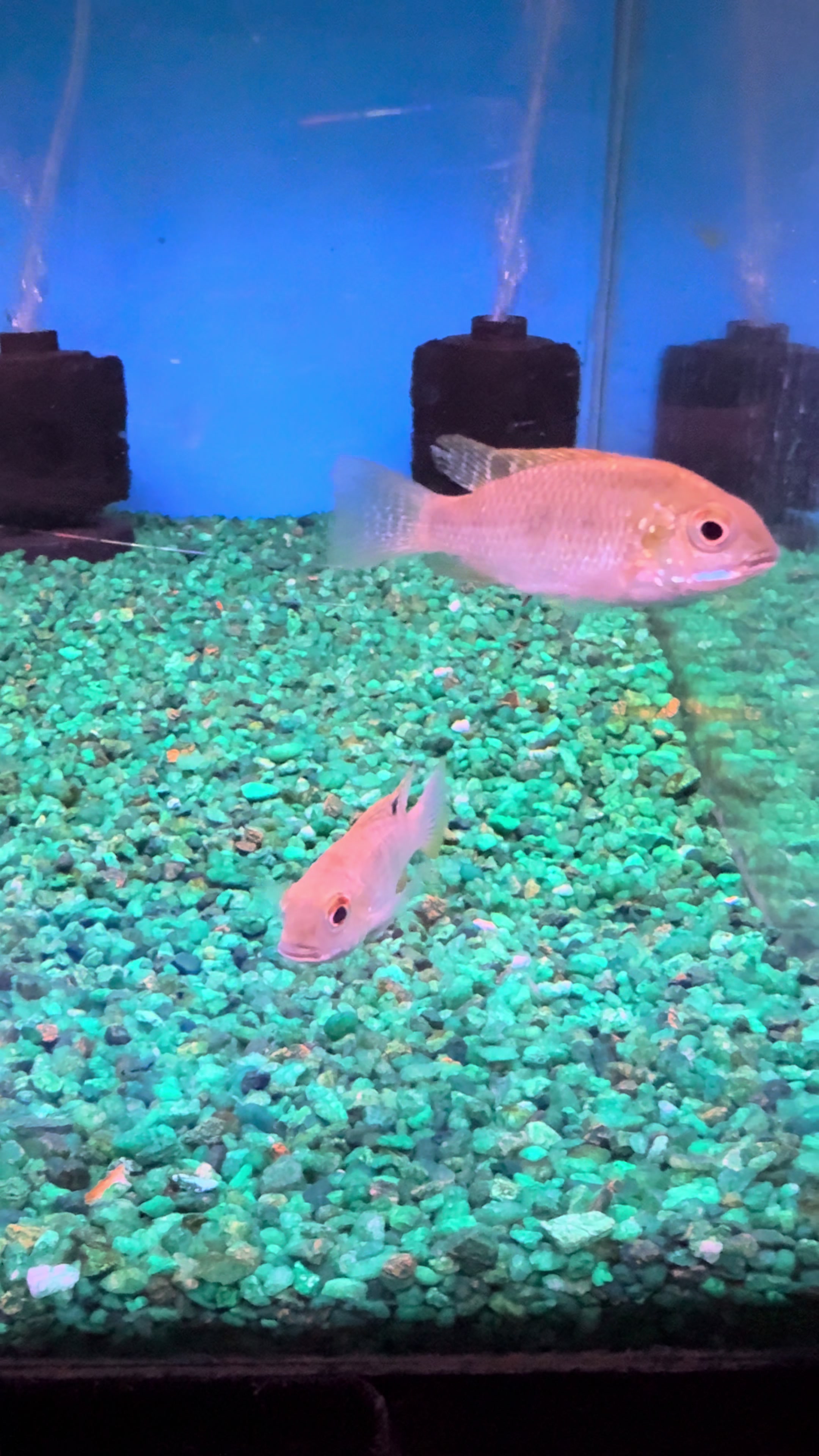 @epicfishnetwork