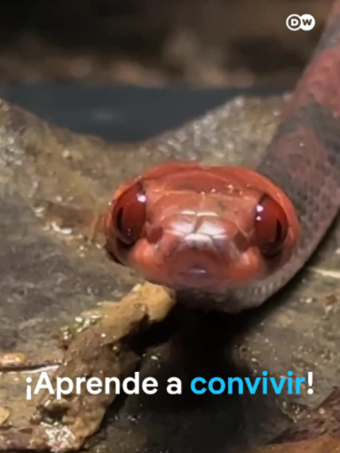 @DW Espa&ntilde;ol