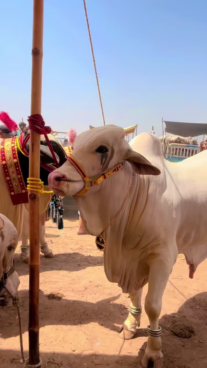 @Shah Goat Farm