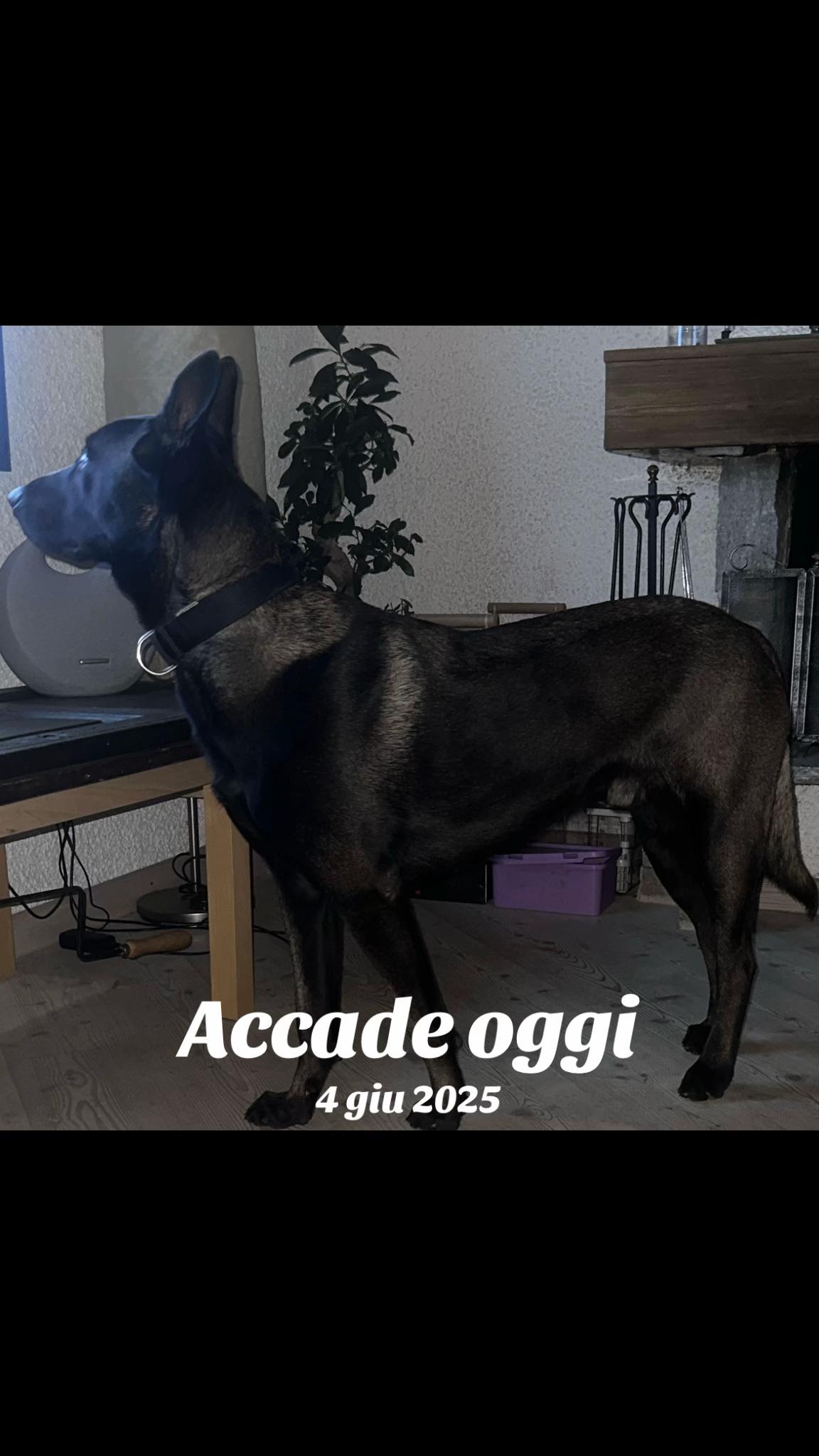 @ULLR&HEL Malinois