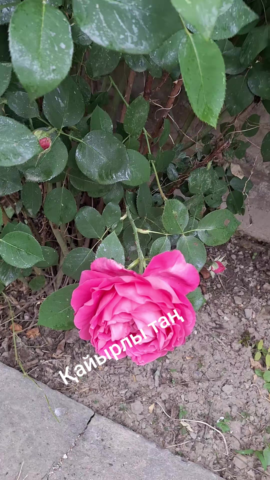 @Клара Бекбосинова
