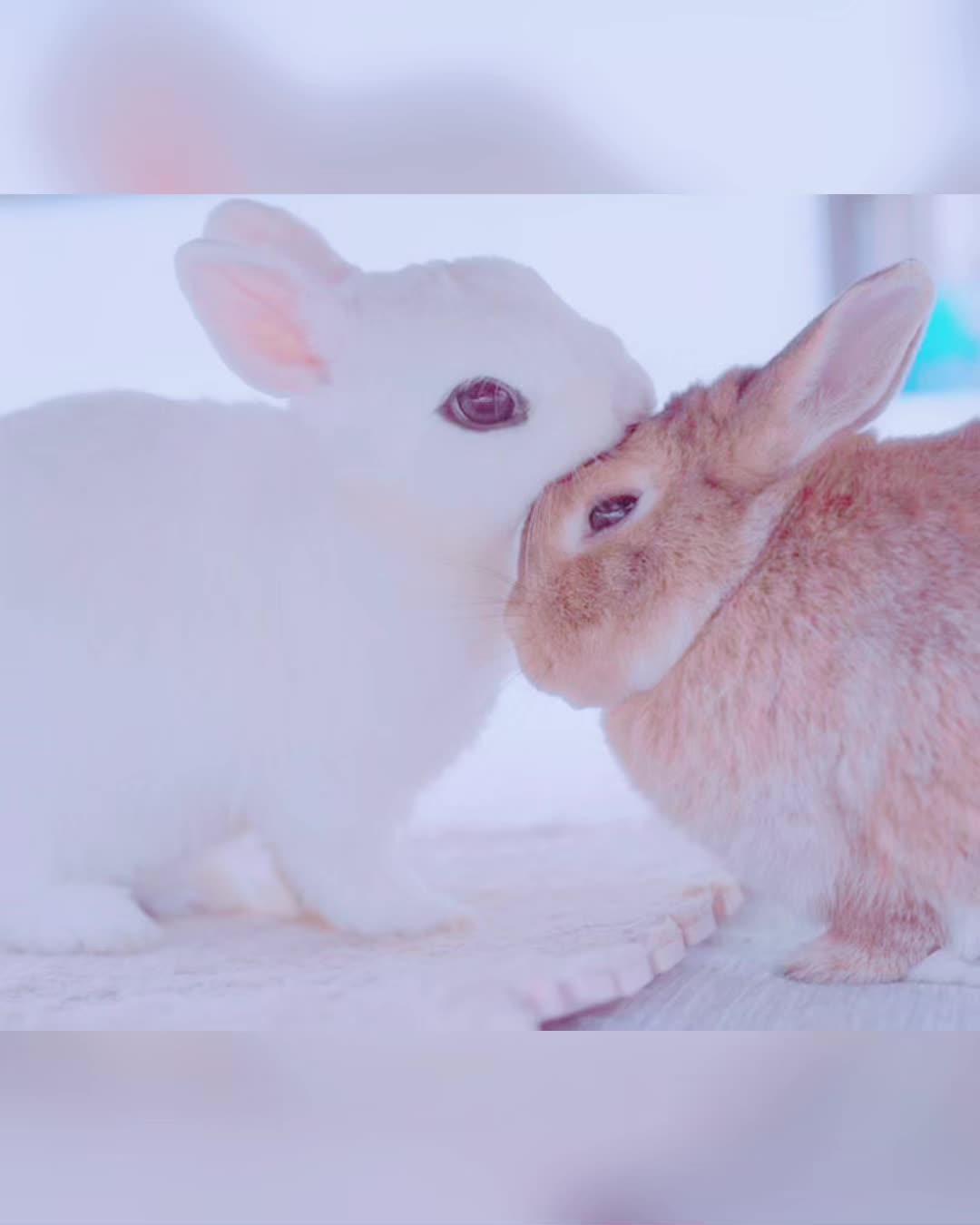 @bunny!
