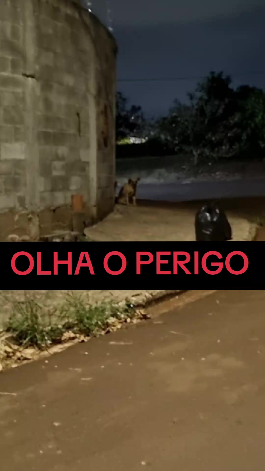 @cachorro de pobre