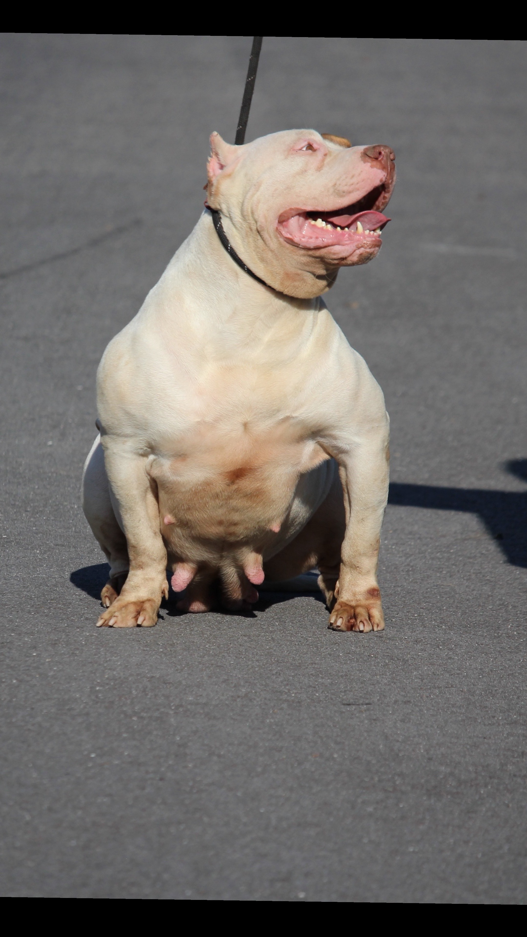 @@Dublinekennels