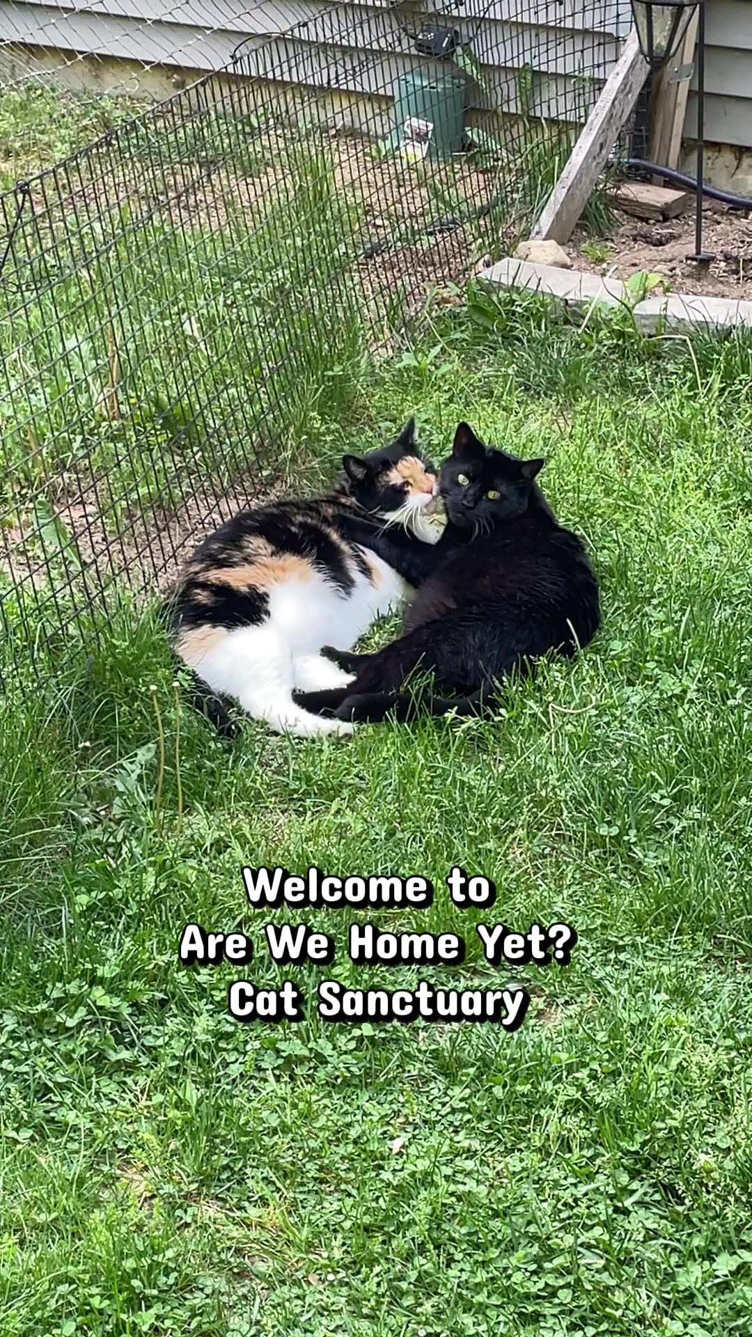 @Are We Home Yet? Cat Sanctuary