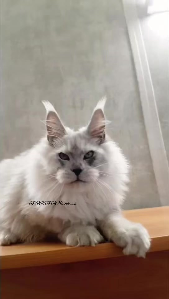 @Maine coon cattery GranPatron