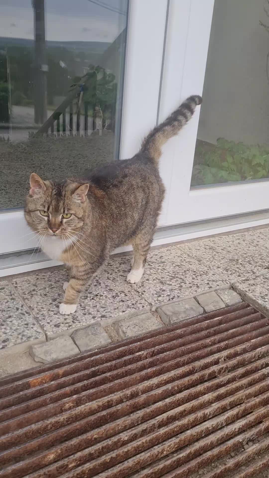 @Cat World