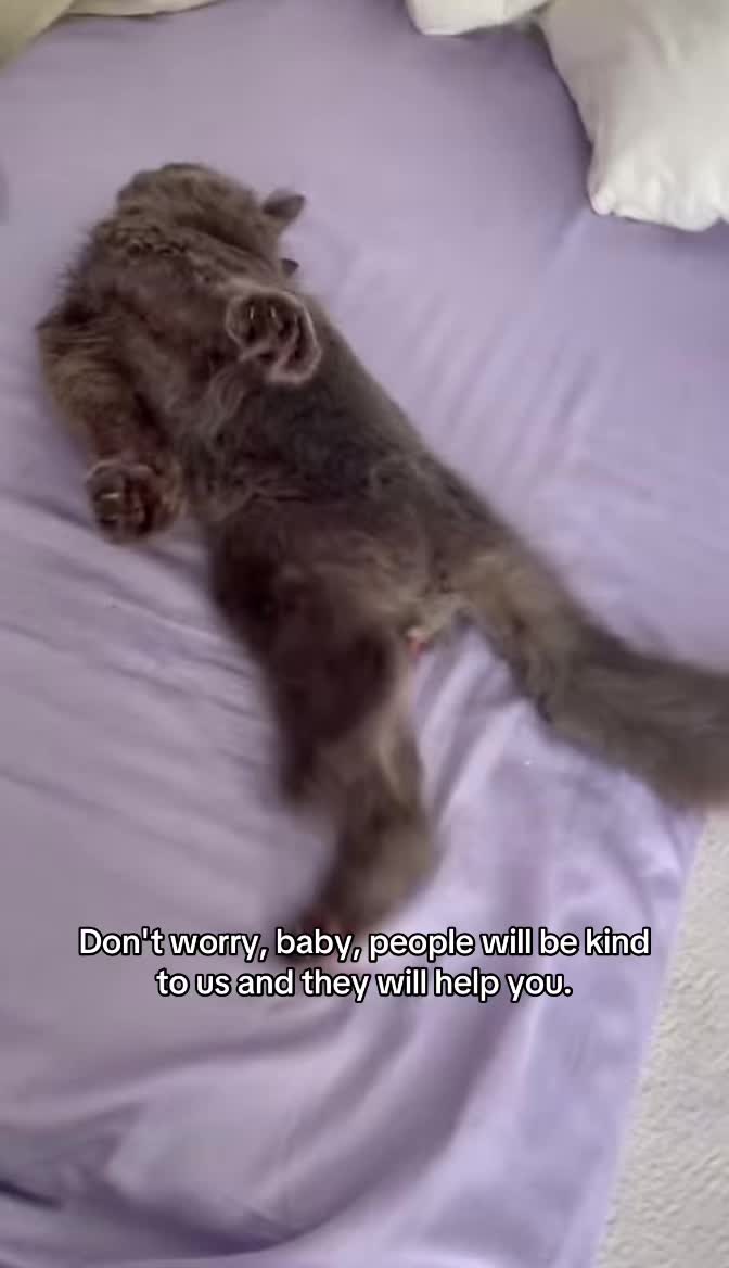 @Milo the Cat 🐾