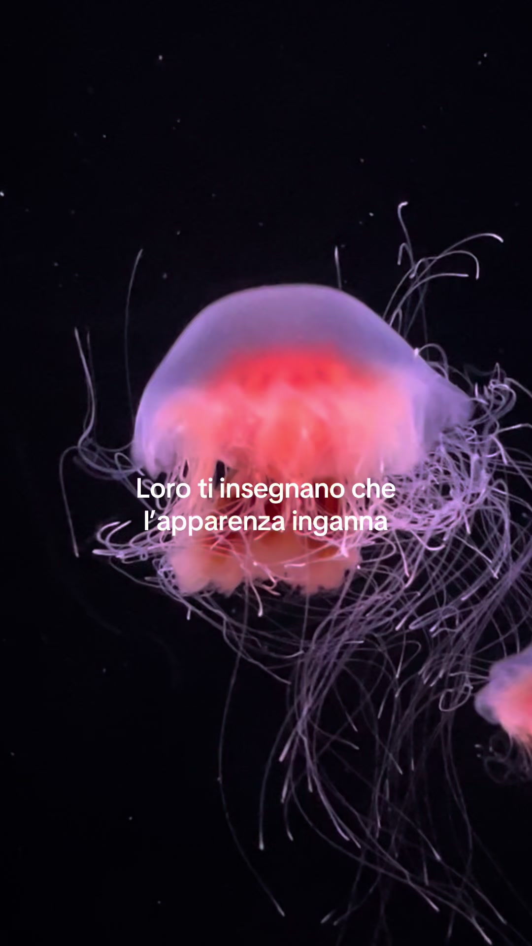 @Ludo&bull;Mercurio