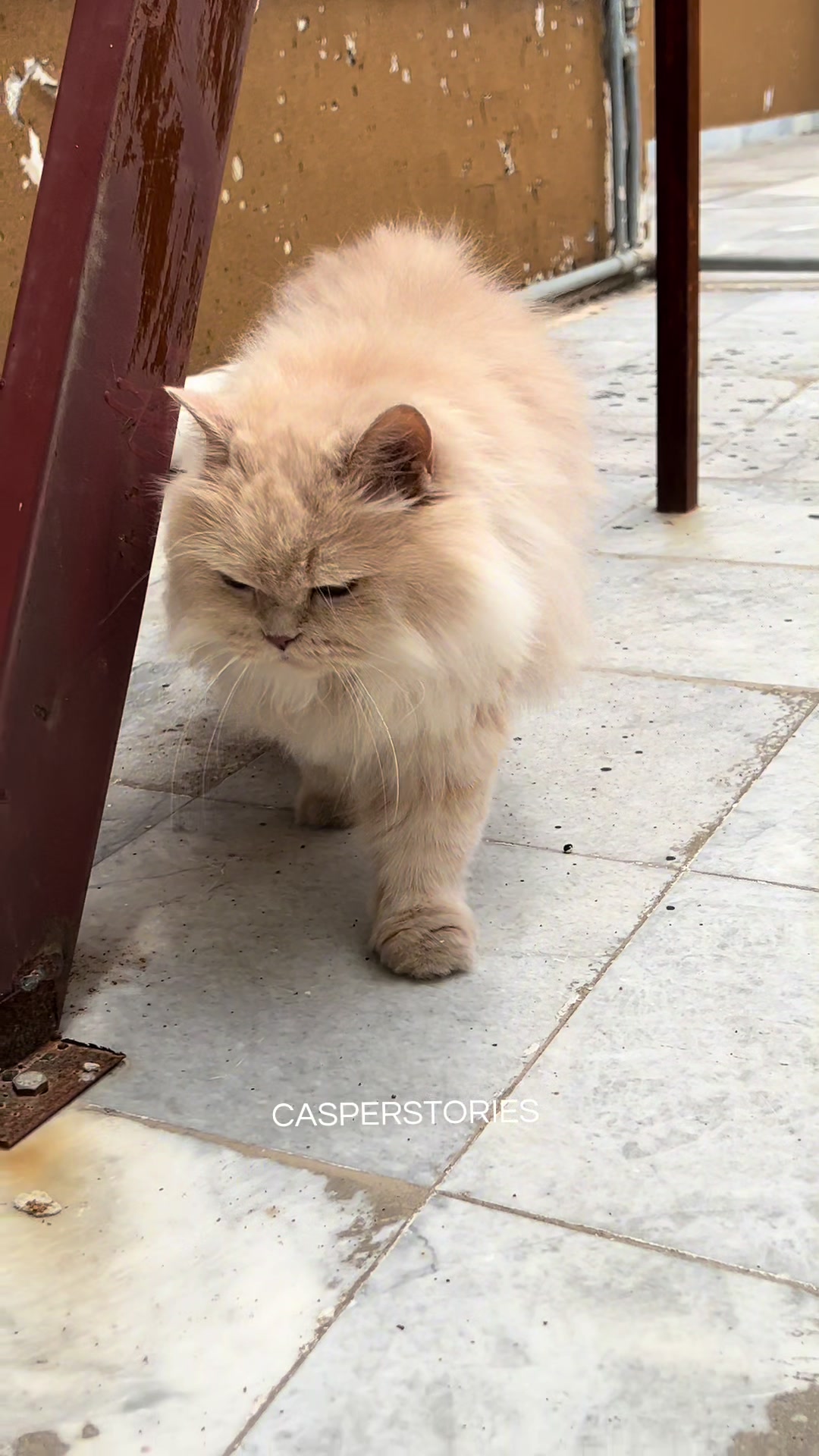 @𝑪𝒂𝒔𝒑𝒆𝒓 & 𝑴𝒊𝒏𝒏𝒊𝒆 🐾