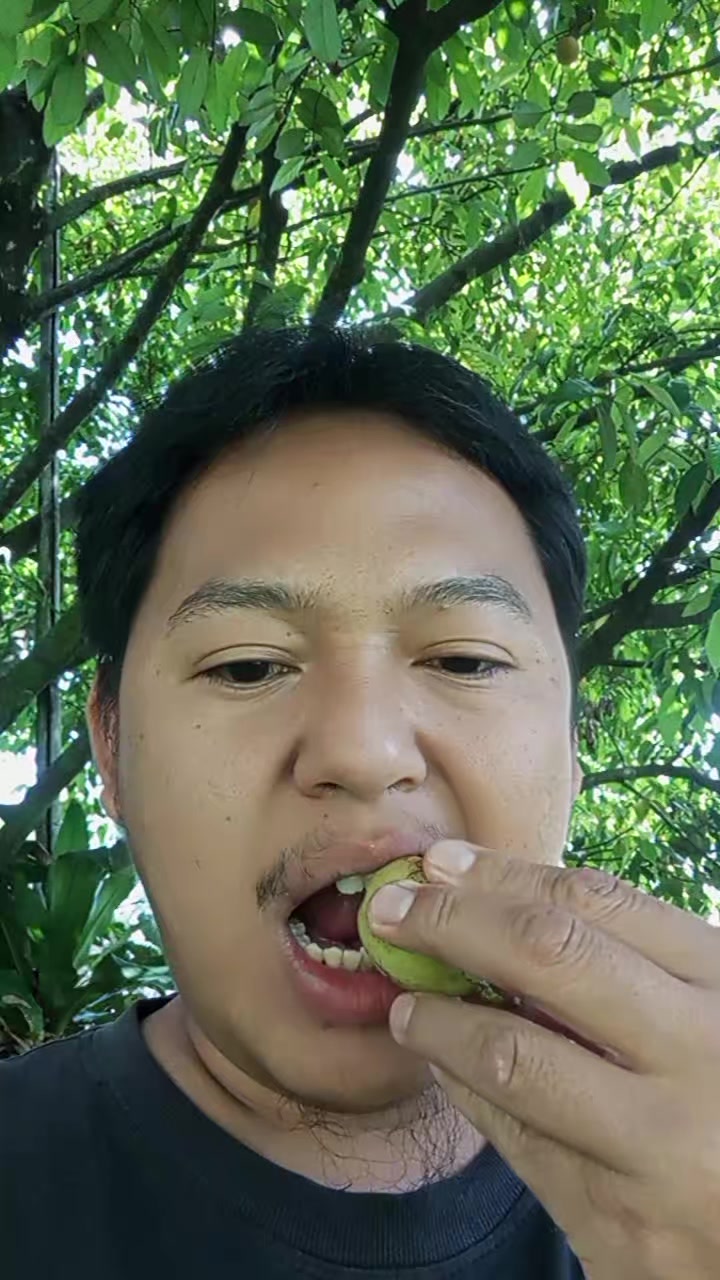 @LATANSA PLATYCERIUM NURSERY