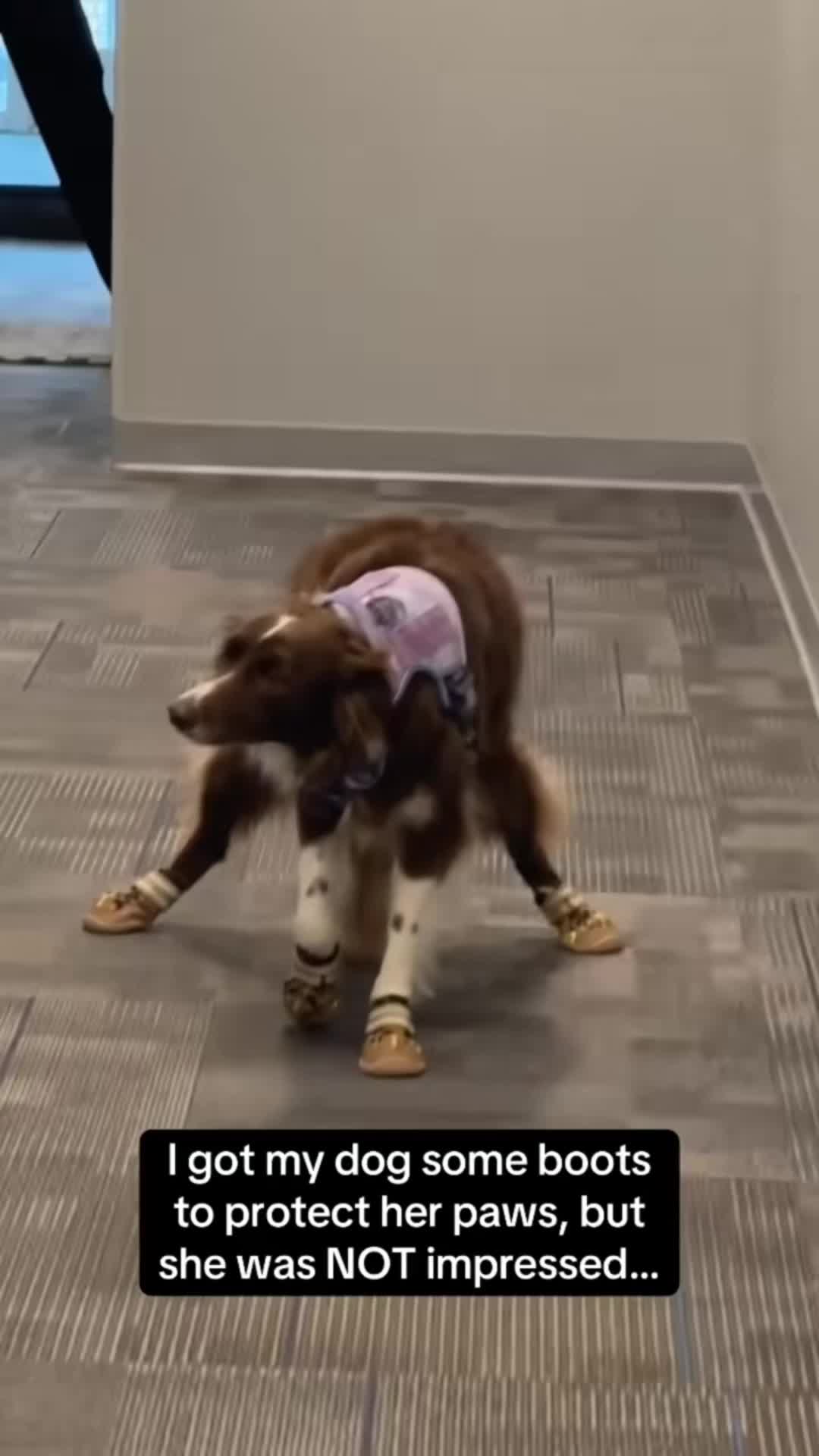 @cuteanimals472
