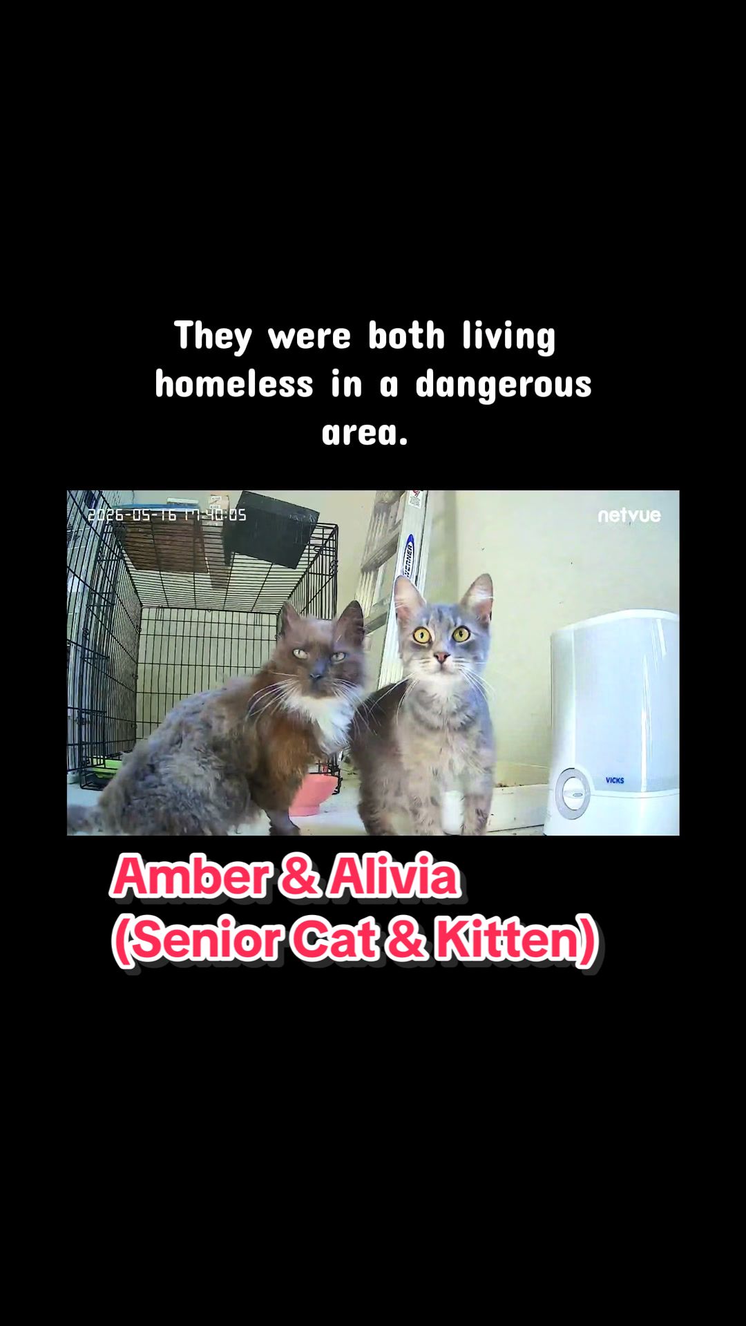 @Are We Home Yet? Cat Sanctuary