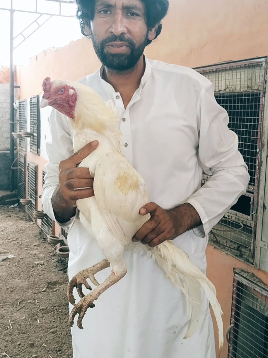 @Sajjad Aseel Farm